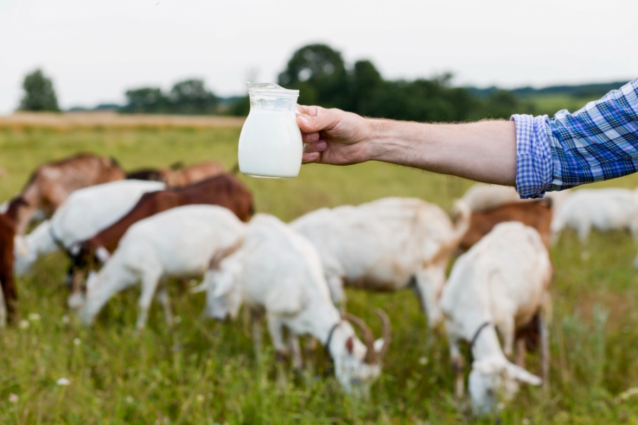 Ciri-Ciri Susu Kambing Asli dan Bukan Campuran