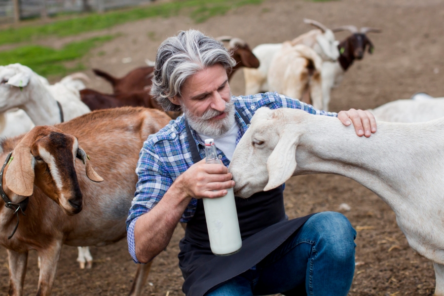 Manfaat Susu Kambing Etawa untuk Kesehatan Lansia dan Membantu Mengatasi Asam Urat