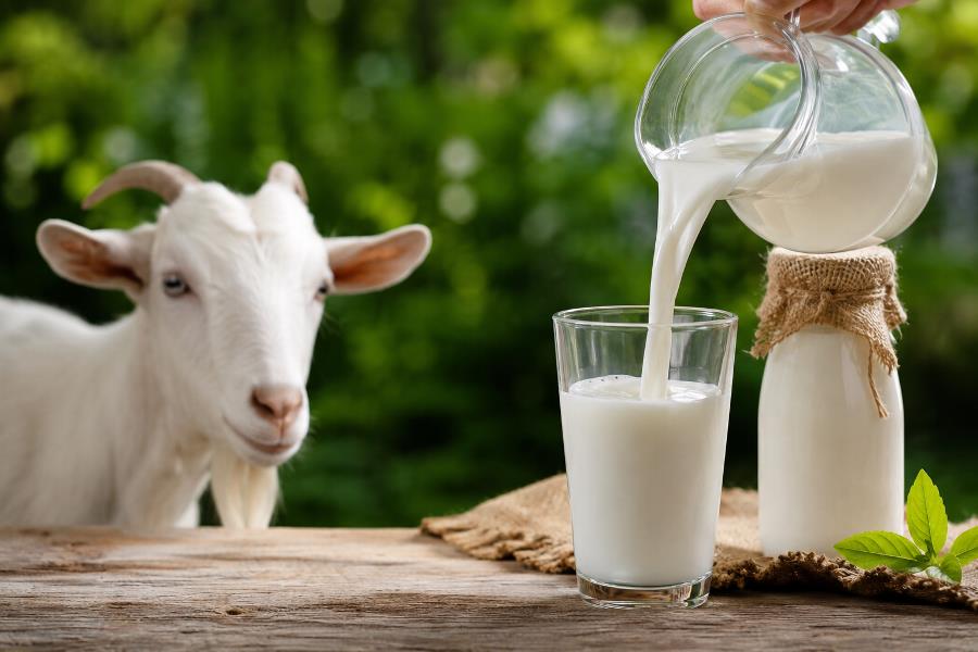 Manfaat Susu Kambing Etawa untuk Kesehatan Tubuh