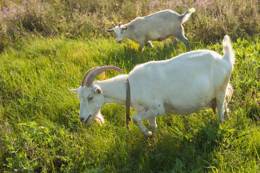 Rahasia Sehat Susu Kambing Istimewa
