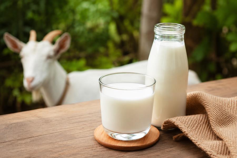 Susu Kambing untuk Darah Tinggi, Aman atau Tidak?