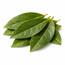 daun salam
